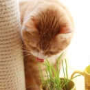 夏の朝の猫。