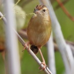 野の鳥観察記