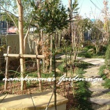 『月桂樹のスタンダード仕立て♪その後♪』の画像