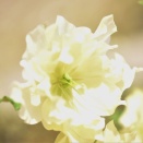 老いの覚悟と生き方Ⅱ（5650回記念）（46）「80歳の壁・実践編（15）」