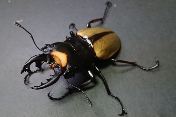 ボーレンホーベンツヤクワガタ 標本 ボーレンホーベンツヤクワガタ 飼育記 と レコード報告 : テツの