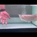 見込みがスゴイ！！