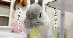 うさぎのルリ(5/17追記)