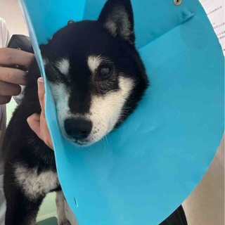 かぼすちゃんとおさんぽ。