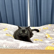 【猫写真】ひとりの時間を楽しみたいスミちゃん