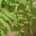 夏に咲く、古賀志山麓の花を求めて