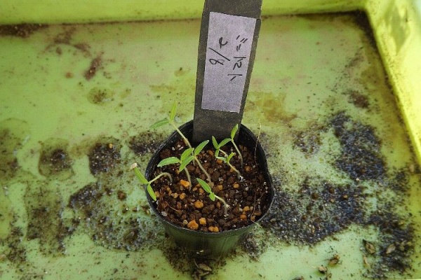 毎日が日曜 晴耕雨読な日々 ミニトマト