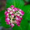「雫を抱く」雨粒をまとったピンクと白のアジサイが、緑の葉を背景にやわらかく咲いている。