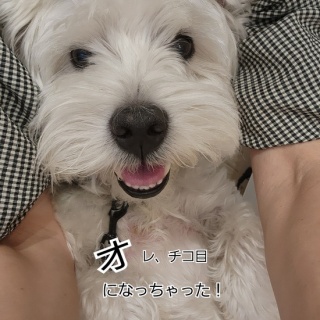 たかシェフのおうちごはん。と、白い犬。と、チワワ。