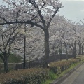 桜は葉桜になりました。(*ΦωΦ*)にゃー