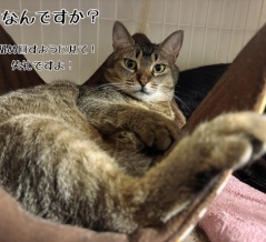 ふくよかは幸せな証拠だと思う。