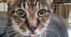 たまお　負けない猫４