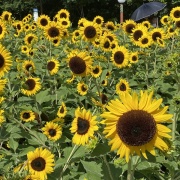 松野郷延江『雨の前の大雪連峯（緑東大橋志別川畔にて）』油彩画【真作保証】 絵画 松野郷延江『雨の前の大雪連峯（緑東大橋志別川