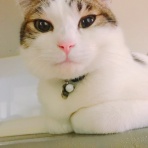 野良猫保護初心者ブログ