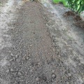 キュウリの跡
