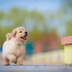 友だちいない研究所