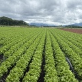 北軽井沢の夏の高原野菜の様子(2026.06.09)
