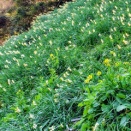 写真と俳句　野水仙