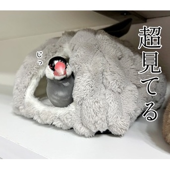 どっちもバレてる