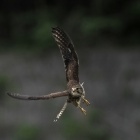 『投稿：たくましく生きるチョウゲンボウ　2024/06/05』の画像