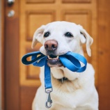 『犬たちにとってリードってどういうものだろう?って考えたことはありますか?』の画像