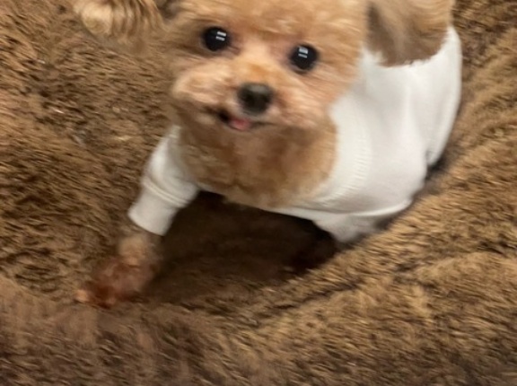 よちき君可愛い過ぎ😊❤️🐶