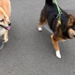 ユキだるまのつぶやき