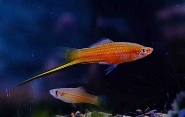 『9月27日(土)熱帯魚入荷情報🐟』の画像