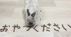 うさぎのルリ(8/19追記)
