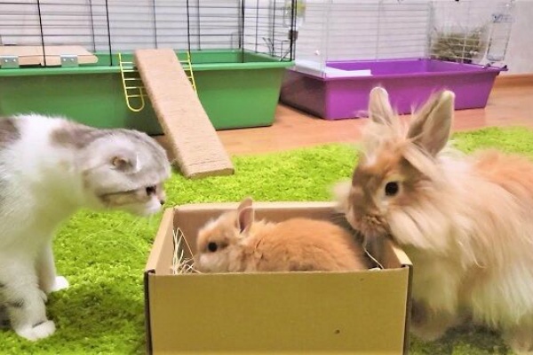 うのくらし ライオンヘッド