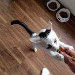 保護猫譲渡るーむ（仙台市　あにまるロック診療所）