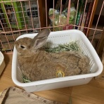 うさぎのきた道