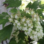 【インテリア】今夏の庭の思い出作りは豪華なこの花が活躍中♪