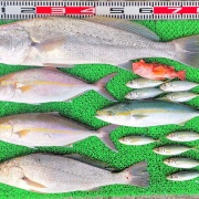 2025年12月2日　釣果
