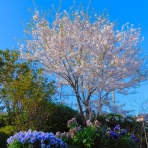 ブルーガーデンと花育て