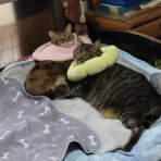 ニャンコ11匹気ままな生活♡