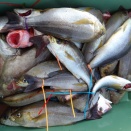 11月16日（日）晴　今日の釣果☆☆☆