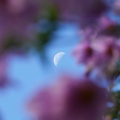 星に願いを 月に祈りを