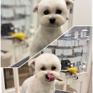 トリミングブログ