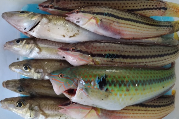 ホシガメ釣り日記