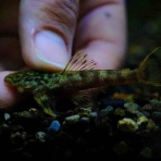 かねだい足立店ブログ