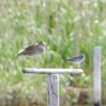 2026年5月7日の野鳥公園
