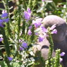 『常泉寺の秋　４』の画像