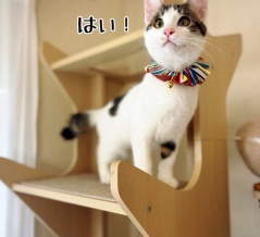 巣立ちの歌☆白駒とどちらさま