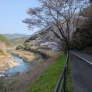 四万十川と桜街道