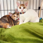 猫とお酒と日々のこと