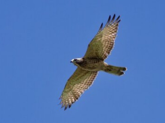 2026年8月8日の野鳥公園