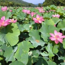 福井 花はす公園