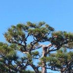 花と短歌と竹原と
