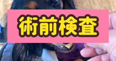 ポコちゃん病院へ行く。